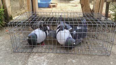 मुंबईच्या बारमध्ये स्टार्टरसाठी होतोय कबुतरांचा वापर? सेवानिवृत्त लष्कर अधिकाऱ्याने दिली तक्रार