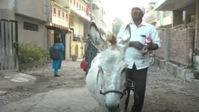 गाढव काय करू शकतं? नांदेडच्या दूधाचा भाव पहा, 10 थेंबांची किंमत सोन्यालाही लाजवणारी....