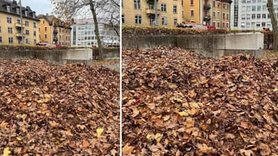 छोटुसं डॉगी पानांच्या ढिगाऱ्यात हरवलंय, दिसतंय का? सांगा कमेंट्स मध्ये