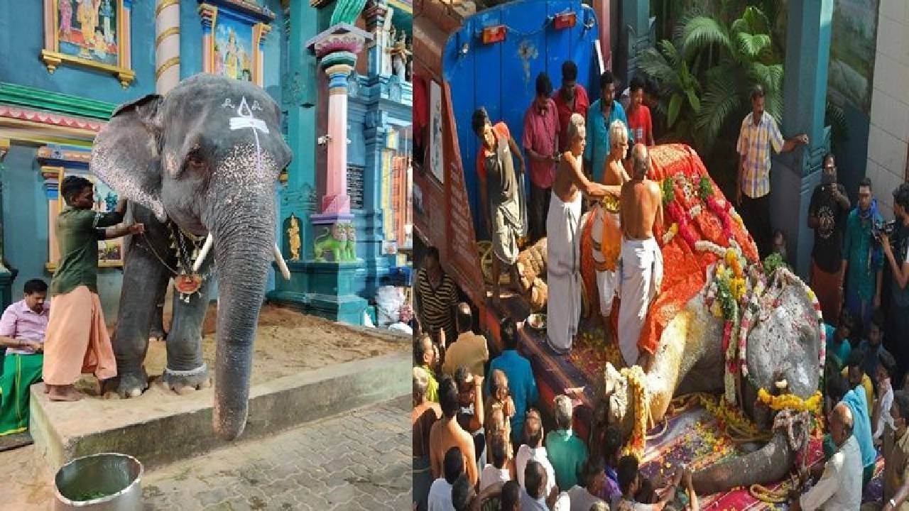 Puducherry : लक्ष्मी हत्तीणीच्या अकस्मात मृत्यूने भाविक हळहळले, पुडुचेरीवासीयांनी दिला साश्रू नयनांनी निरोप..