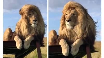 उफ्फ ये जुल्फे और प्रकृती का स्पर्श! सिंहाचे केस बघून तुम्हाला हेवा वाटेल...