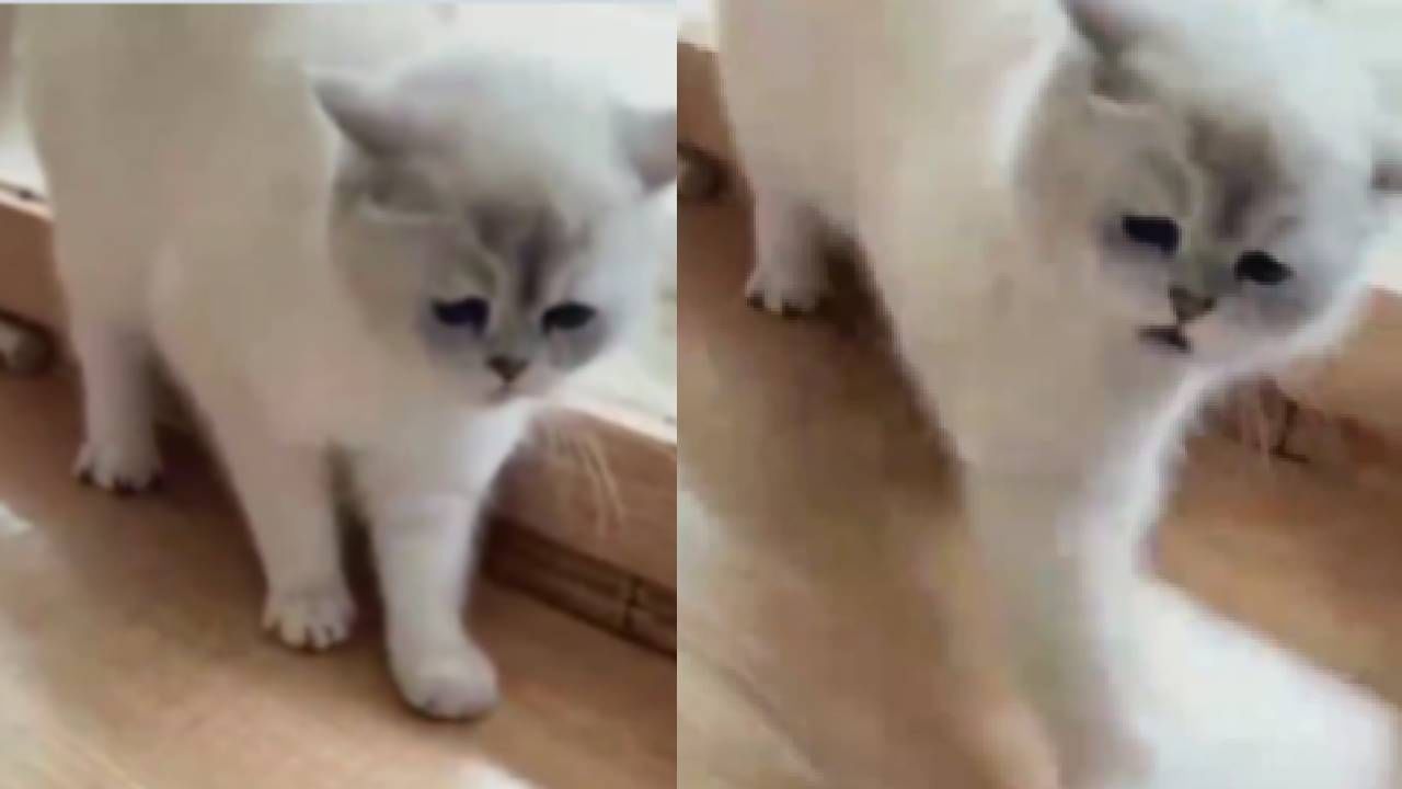 मांजरीला रडताना पाहिलंय? या व्हिडीओमध्ये पाहायला मिळेल...