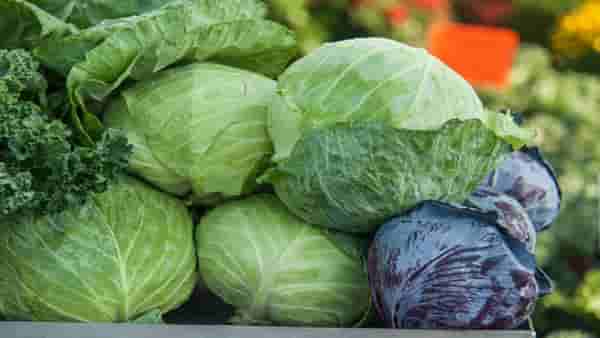 Health: पत्ता कोबीचे आहेत अनेक आरोग्यदायी फायदे, उच्च रक्तदाबासह या समस्येमध्ये मिळतो लाभ