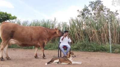 तो बासरी वाजवायला लागला की लगेच प्राणी जमा होतात, Video बघण्यासारखा!