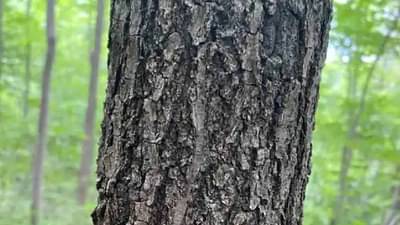 प्रचंड अवघड कोडं! लपलेला किडा शोधायचाय...