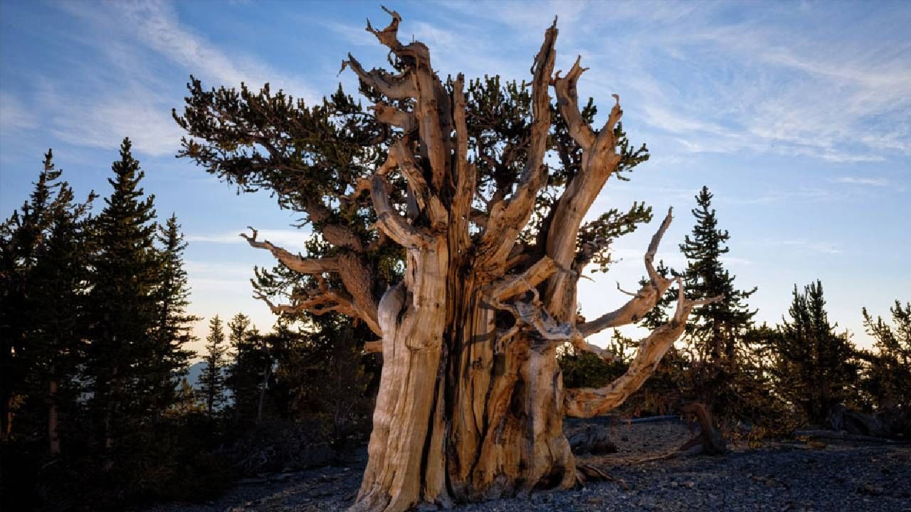 जगातलं सर्वात सर्वात जुनं झाड! माहितेय? किती वर्षांचं असेल अंदाजे? वाचा...