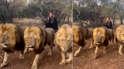 बापरे! महिलेचा सिंहांसोबत फिरतानाचा व्हिडीओ व्हायरल