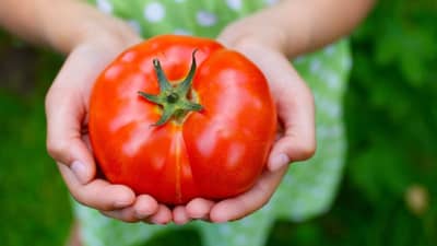 शेजाऱ्याकडून टोमॅटो मागितला म्हणून पतीने पत्नीला दिली इतकी भयंकर शिक्षा