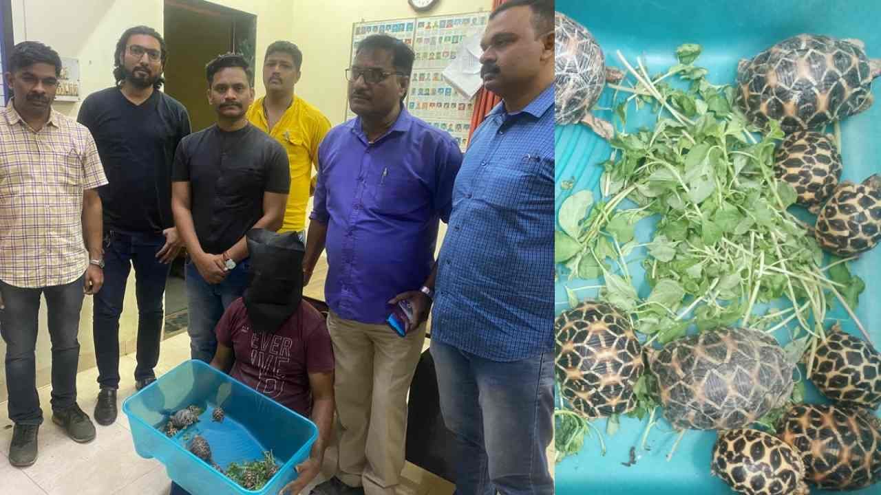 Mumbai : Indian star tortoise ची तस्करी करणाराही गजाआड! लाखो रुपयांचे कासवही जप्त