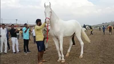 अभिनेत्री सारखा डाएट, राजासारखा रुबाब, चेतक फेस्टिव्हलमध्ये आलेल्या या अस्सल घोड्यांची किमत काय?