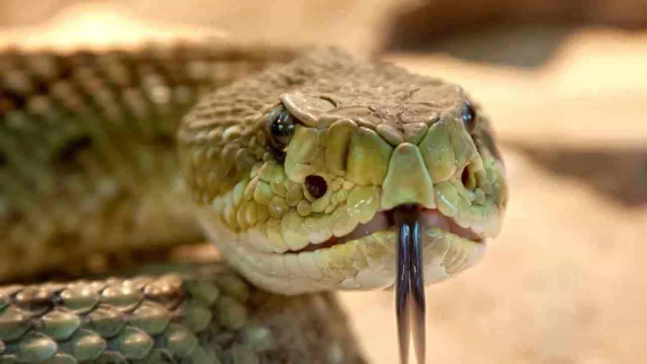 पहिलीच्या चक्करमध्ये दुसरीला ठार मारण्याचा विषारी प्लान! नेमकं काय केलं पतीनं?