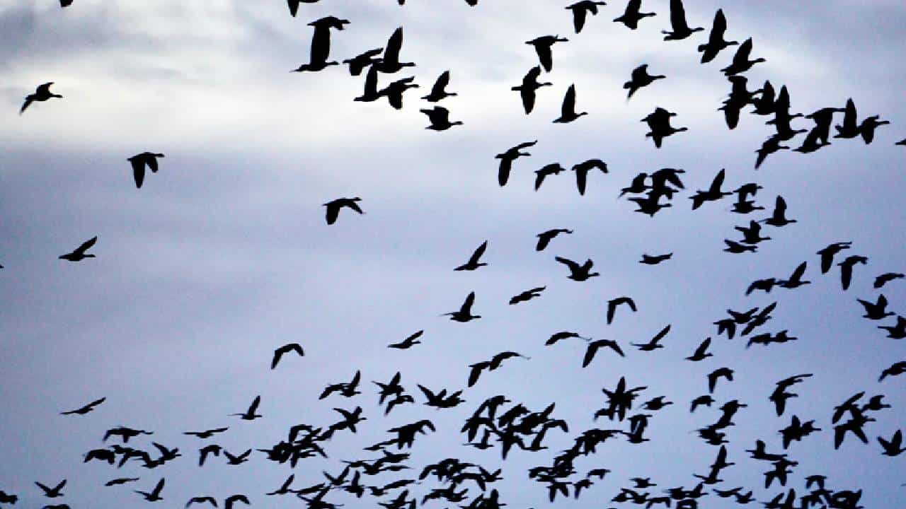 खूपच सुंदर असणारा जगातला सर्वात वयस्कर पक्षी, अंदाजे वय किती असेल? वाचा