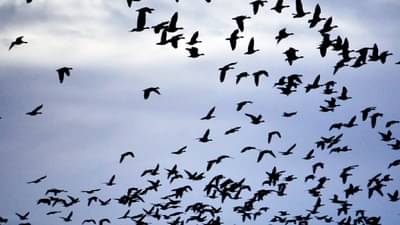 खूपच सुंदर असणारा जगातला सर्वात वयस्कर पक्षी, अंदाजे वय किती असेल? वाचा