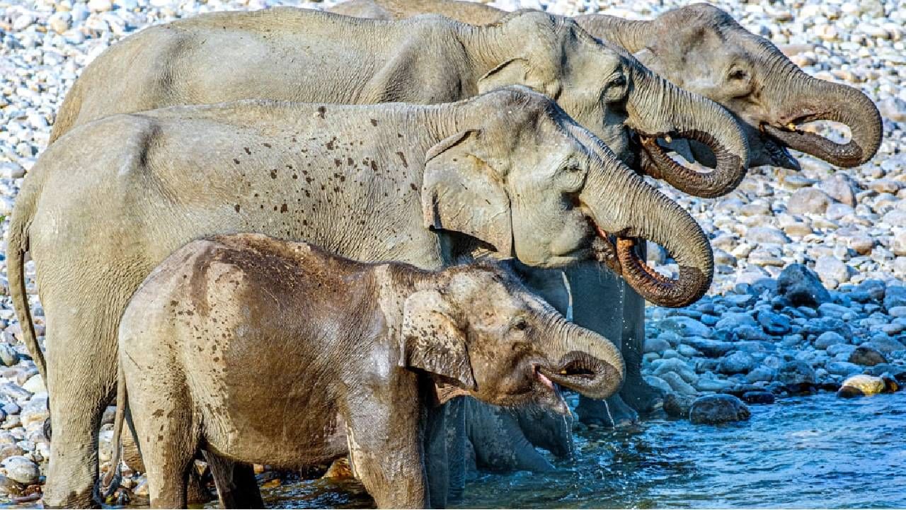 फोटोत किती हत्ती दिसतायत? 4 हत्ती दिसत असतील तर तुम्ही फसलात!