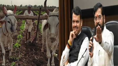 शिंदे-फडणवीस सरकारने शेतकऱ्यांची हाक ऐकली, अतिवृष्टीमुळे नुकसान झालेल्यांना दुप्पट मदत मिळणार