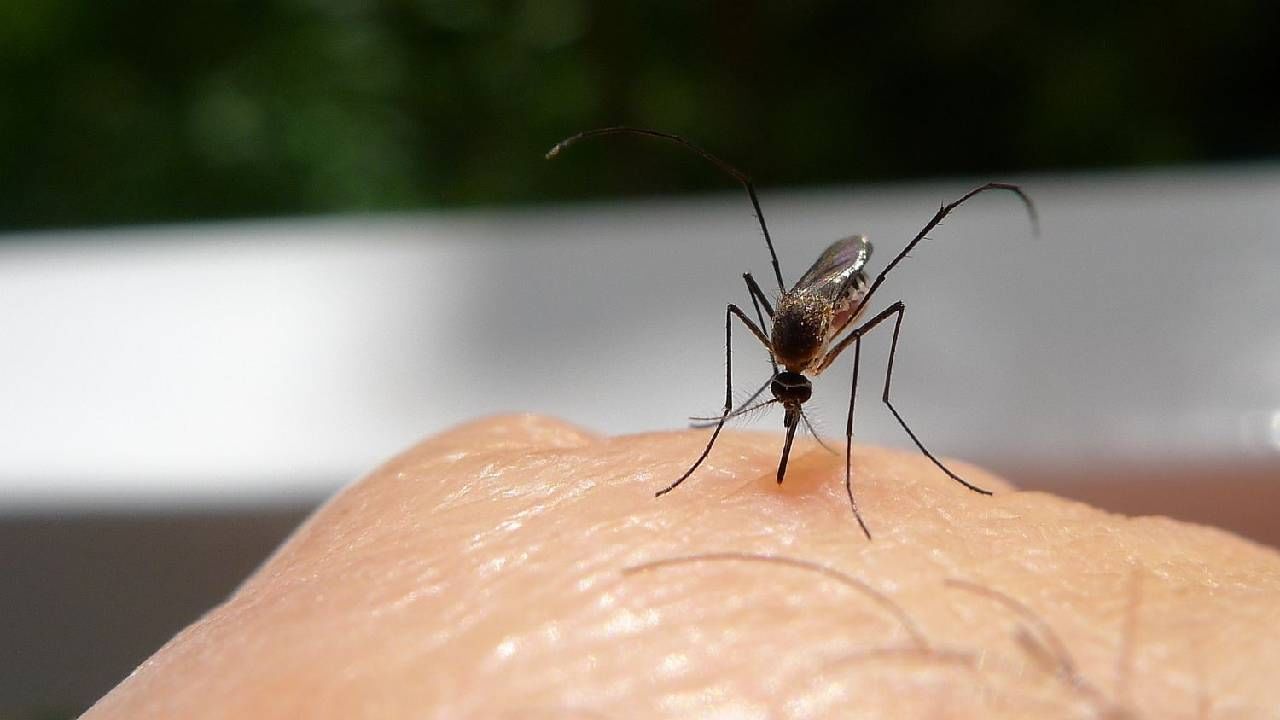 काही लाेकांना इतरांपेक्षा जास्त मच्छर का चावतात? या मागे आहे शास्त्रीय कारण