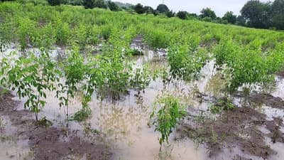 अतिवृष्टीची ६७५ कोटींची रक्कम शेतकऱ्यांच्या खात्यात, कोणाला कशी मिळेल मदत वाचा