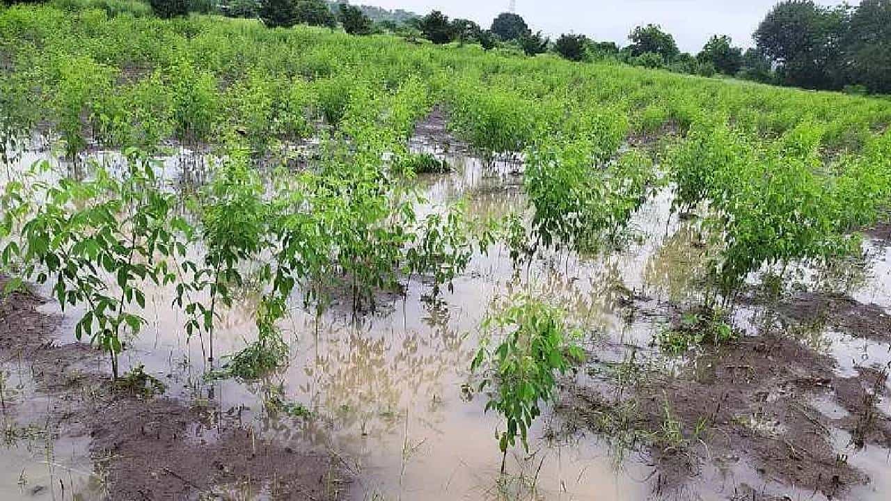 40 हजार हेक्टरमधील पिकांचं नुकसान, 15 नागरिकांचा मृत्यू, चार शेतकऱ्यांची कर्जाला कंटाळून आत्महत्या