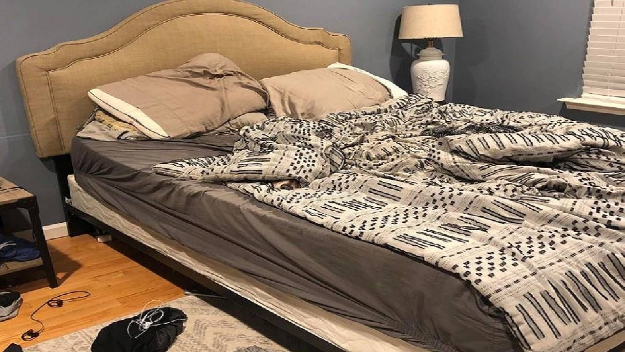 find the dog