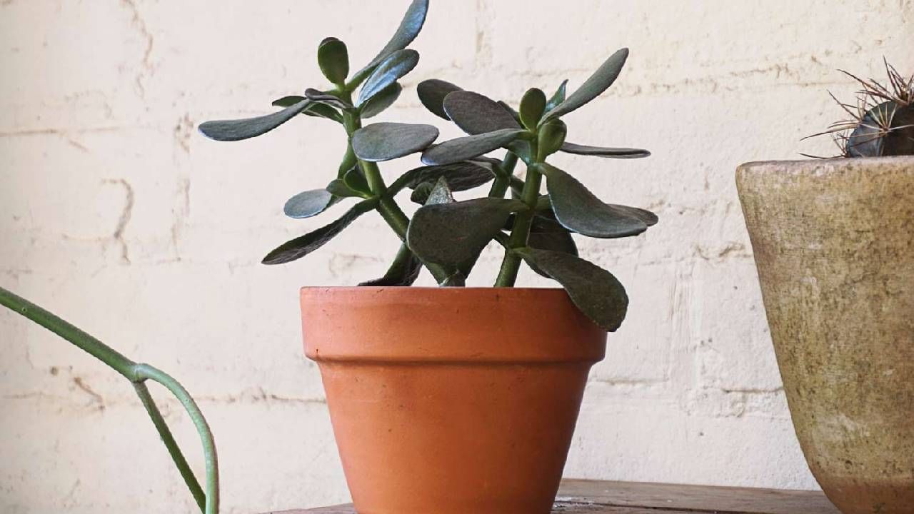 Vastu Tips: घराच्या 'या' दिशेला लावा कुबेराचे आवडते झाड, जुळून येइल धनलाभाचा याेग Vastu Tips: घराच्या 'या' दिशेला लावा कुबेराचे आवडते झाड, जुळून येइल धनलाभाचा याेग