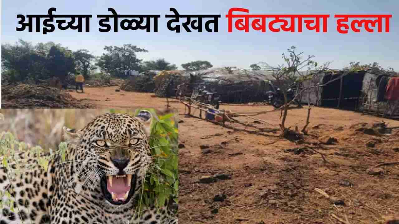 Kolhapur : आईच्या डोळ्या देखत बिबट्याचा मुलीवर हल्ला, थरारक घटनेमुळे परिसरात घबराहट