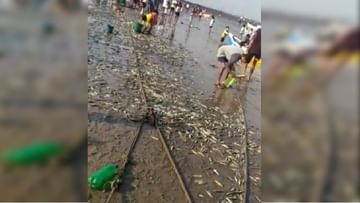 मासळी पकडण्यासाठी समुद्र किनारी अचानक गर्दी; अर्नाळा समुद्रकिनारी तारली मासळीचा खच कसाकाय पडला?
