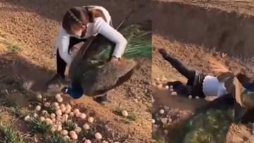 हा व्हिडीओ पहा, हिंमत तुमची कुठल्या पक्षाची अंडी चोरायची!
