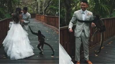 Photoshoot करताना मध्येच माकड आलं, जोडप्याची चांगलीच तारांबळ उडाली! हसून वेडे व्हाल