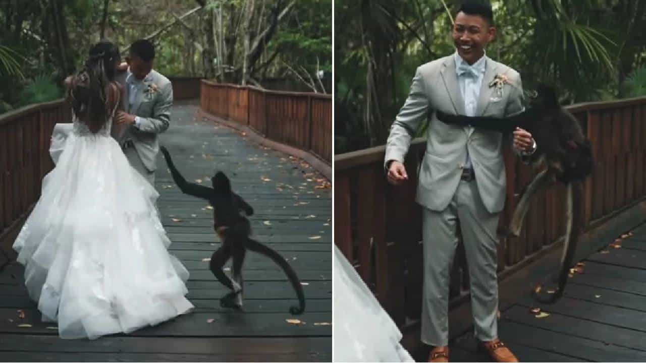 Photoshoot करताना मध्येच माकड आलं, जोडप्याची चांगलीच तारांबळ उडाली! हसून वेडे व्हाल