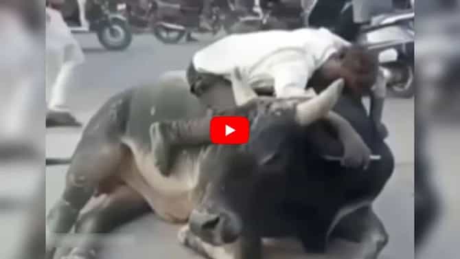 Oo magu turu lobe इतकं प्रेम दिलं या बैलाने की बास्स...