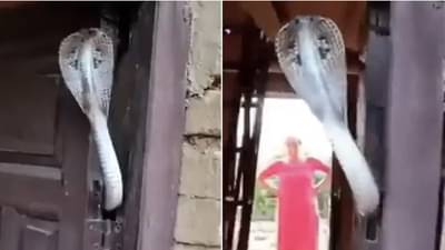 Snake Viral Video: गेट ठोठावताच नागाने काढला फणा, व्हिडीओ पाहून नेटकरी म्हणतात...