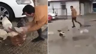 Snake Viral Video: गेट ठोठावताच नागाने काढला फणा, व्हिडीओ पाहून नेटकरी म्हणतात…