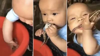 पाण्यातून बेडकाला बाहेर काढून चिमुकल्याचा खाण्याचा प्रयत्न, VIDEO पाहताना डोळ्यांवर विश्वास बसणार नाही