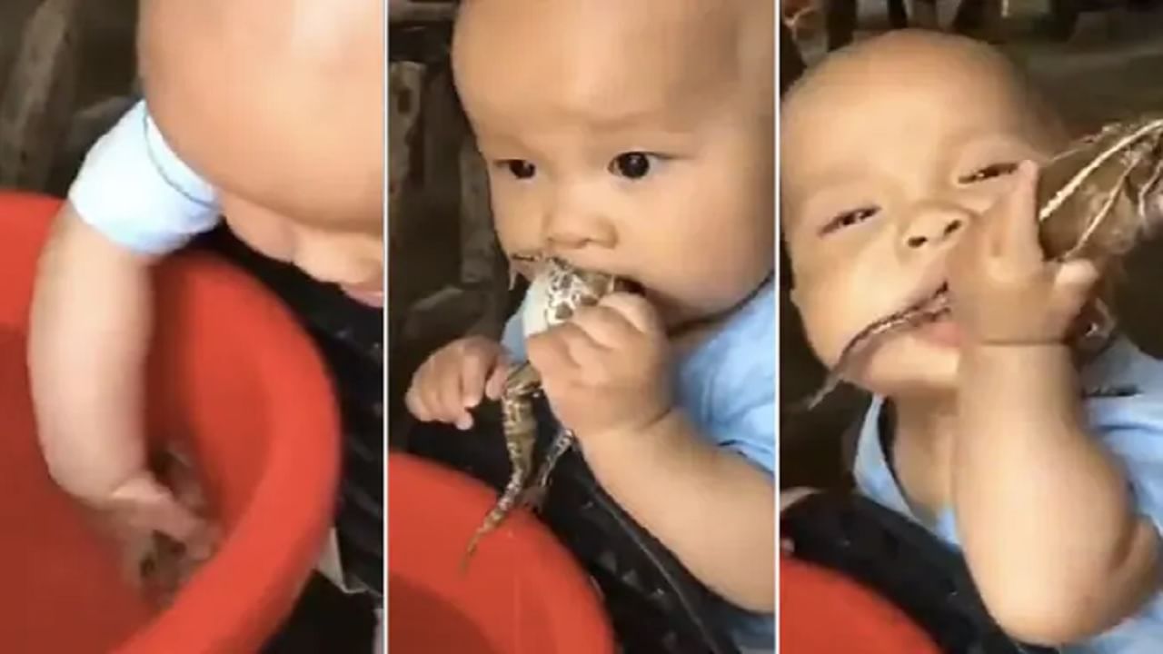 पाण्यातून बेडकाला बाहेर काढून चिमुकल्याचा खाण्याचा प्रयत्न, VIDEO पाहताना डोळ्यांवर विश्वास बसणार नाही पाण्यातून बेडकाला बाहेर काढून चिमुकल्याचा खाण्याचा प्रयत्न, VIDEO पाहताना डोळ्यांवर विश्वास बसणार नाही