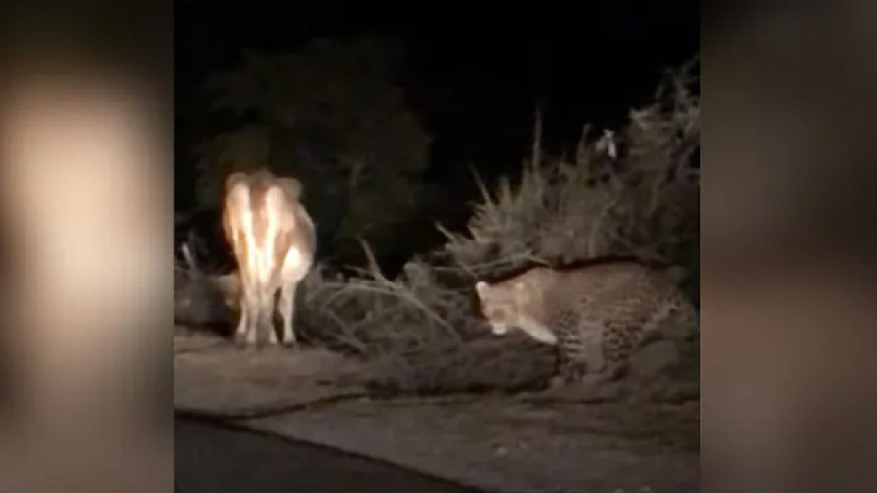 Video: गाईच्या मागे उभ्या असलेल्या बिबट्याचं शांत राहणं लोकांना आवडलं, पाहा व्हिडीओ