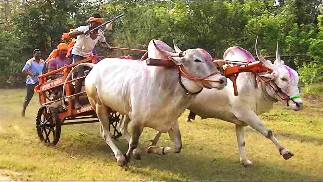 Rules For Bullock cart Race: औरंगाबाद जिल्ह्यात बैलगाडी शर्यतीसाठी पहिला अर्ज, वाचा आणखी नियम व अटी