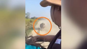 VIDEO : गाडीच्या मागे महाकाय गेंडा लागला, पर्यटकांची पळता भुई थोडी; व्हिडिओ पाहून अंगावर काटा येईल