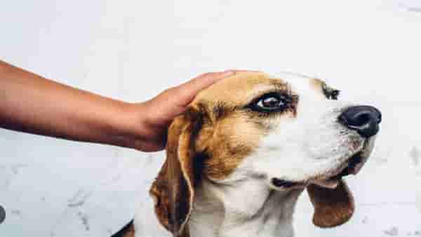Animal: या कुत्र्याला शोधा, हजारो रुपयांचं बक्षीस मिळवा, पाहा मालकीन काय म्हणते...