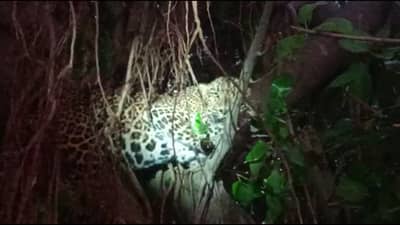 Video: वडाच्या झाडात बिबट्या अडकला, सुटकेसाठी बिबट्याची धडपड, नागरिकांची गर्दी