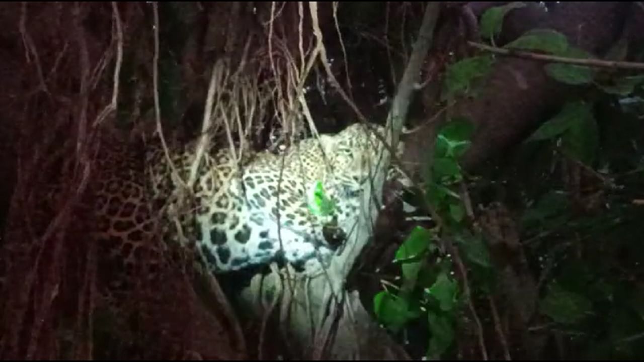 Video: वडाच्या झाडात बिबट्या अडकला, सुटकेसाठी बिबट्याची धडपड, नागरिकांची गर्दी
