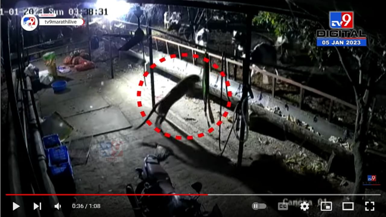 Pune: पाळीव जनावरांच्या गोठ्यात बिबट्याचा मुक्त संचार सीसीटिव्ही कॅमेरात कैद