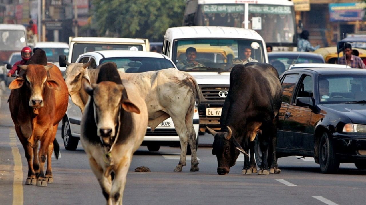 stray animals: भटक्या जनावरांना मारण्यासाठी शेतकऱ्यांनी लढवली ही शक्कल, आरपीएफ पोलिस चिंतेत stray animals: भटक्या जनावरांना मारण्यासाठी शेतकऱ्यांनी लढवली ही शक्कल, आरपीएफ पोलिस चिंतेत