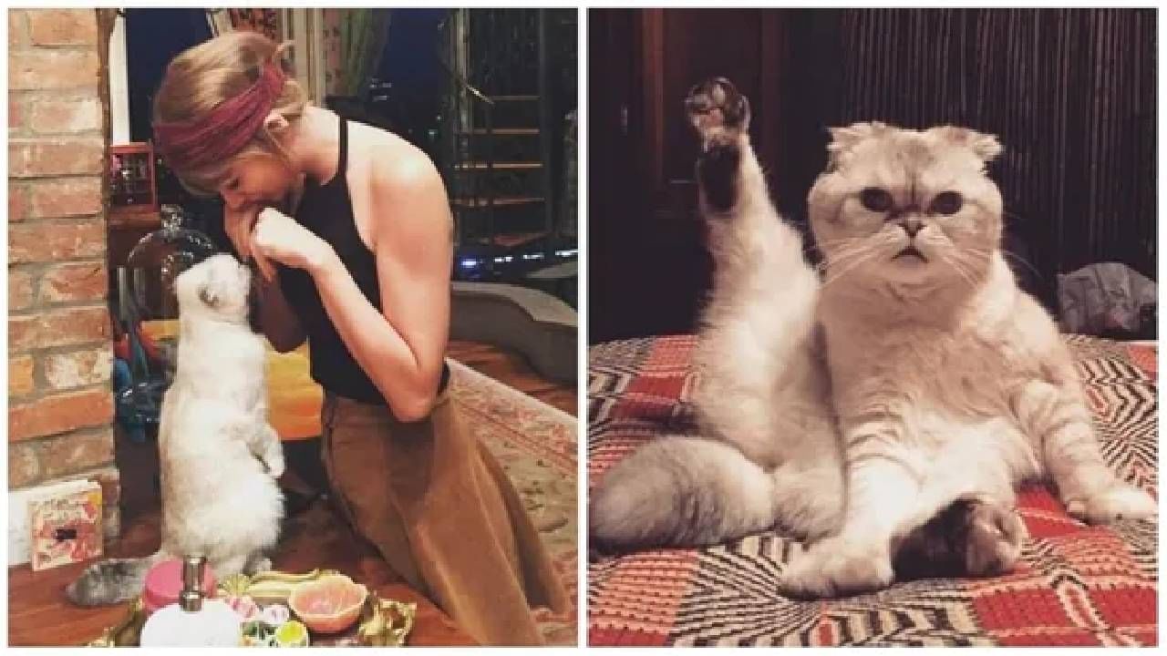 Taylor swift's cat