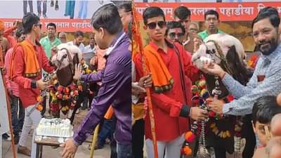 काय सांगता राव! रेड्याचा बड्डे, ड्रायफ्रूटचा भला मोठा केक, गावभर होर्डिंग आणि गावाला जेवण...