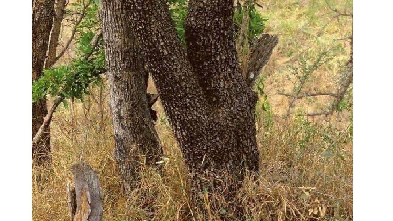 spot the leopard