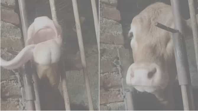 VIDEO | ही गाय तर माणसांपेक्षा हुशार, दरवाजा उघडून फरार, पाहा व्हिडीओ