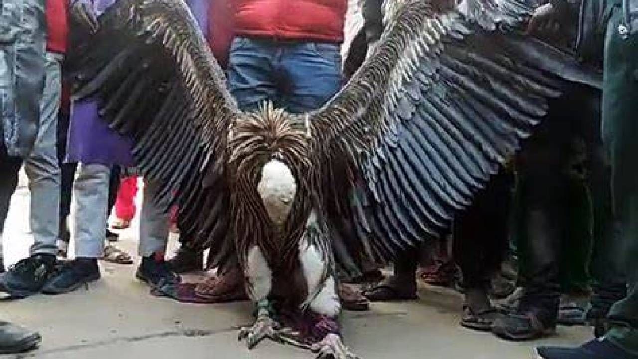 rare vulture found in kanpur