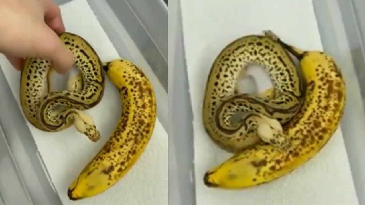 उडीबाबा! साप आहे की केळी? भयानक VIDEO