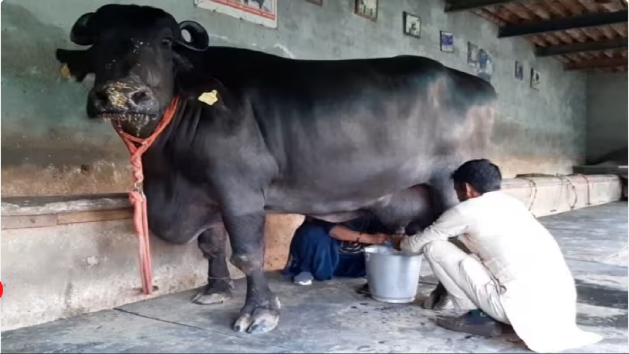 Haryana: म्हैशीने सर्वाधिक दूध देण्याचा राष्ट्रीय विक्रम रचला, लीटर जाणून तुम्हाला धक्का बसेल Haryana: म्हैशीने सर्वाधिक दूध देण्याचा राष्ट्रीय विक्रम रचला, लीटर जाणून तुम्हाला धक्का बसेल
