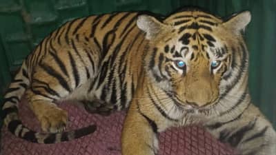 Chandraopur: वाघीणीची दहशत, तरुणाला ठार केलं, पण अखेर...